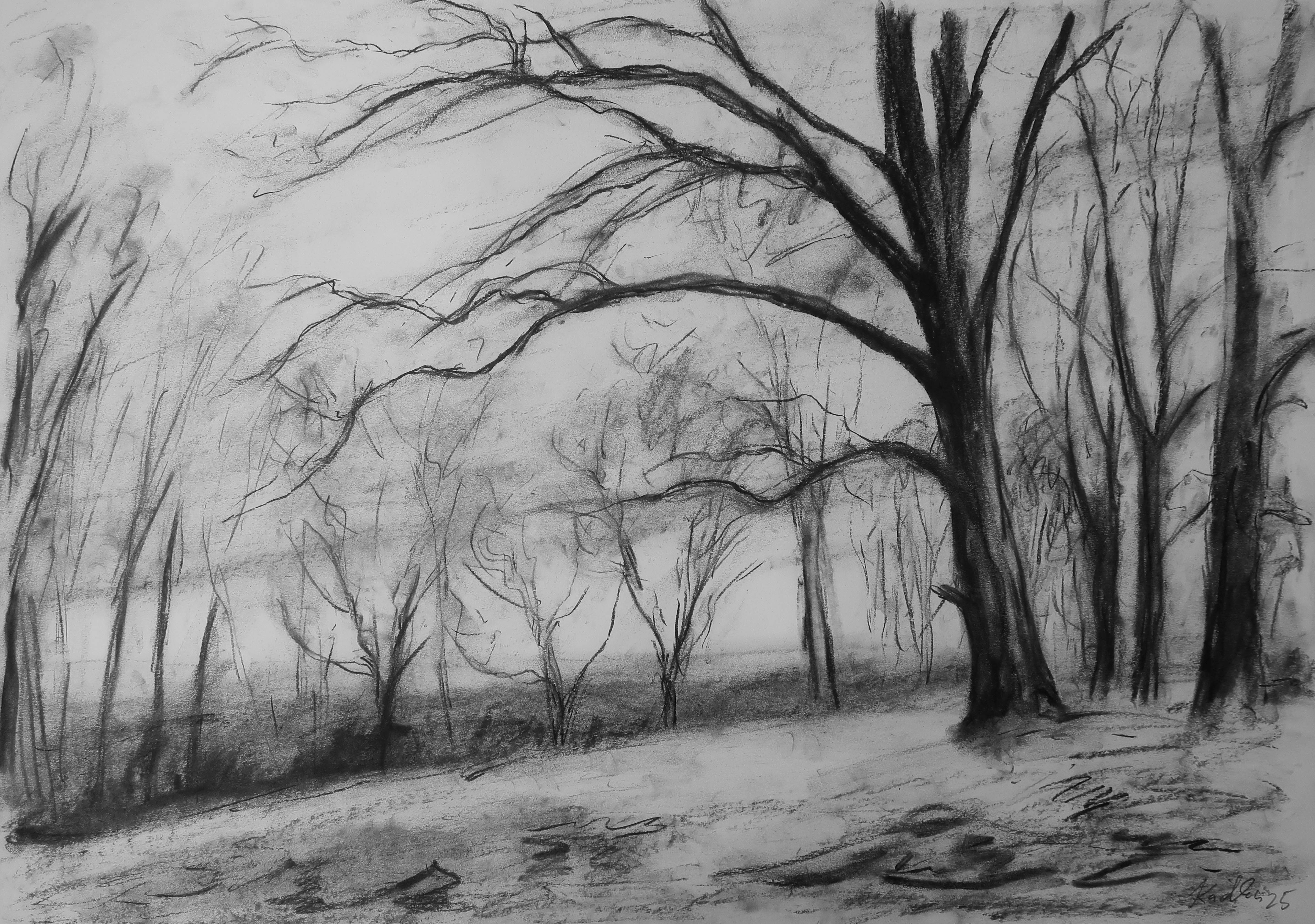 Dub ve večerní náladě (59x84 cm)